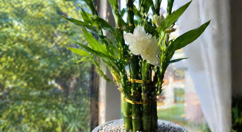 A szerencsebambusz megnyílt: 5 csillagjegynek szerencsés hétvége következik