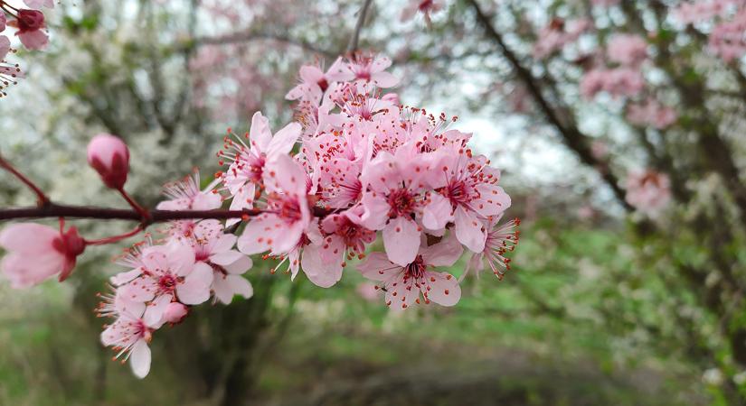 A hét legvégéig marad a meleg tavasz