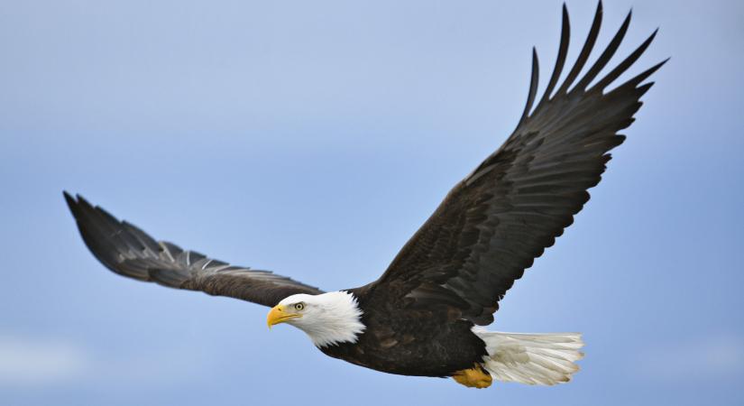 Meglepően erős az amerikai feldolgozóipar, de az árazási nyomás is megugrott