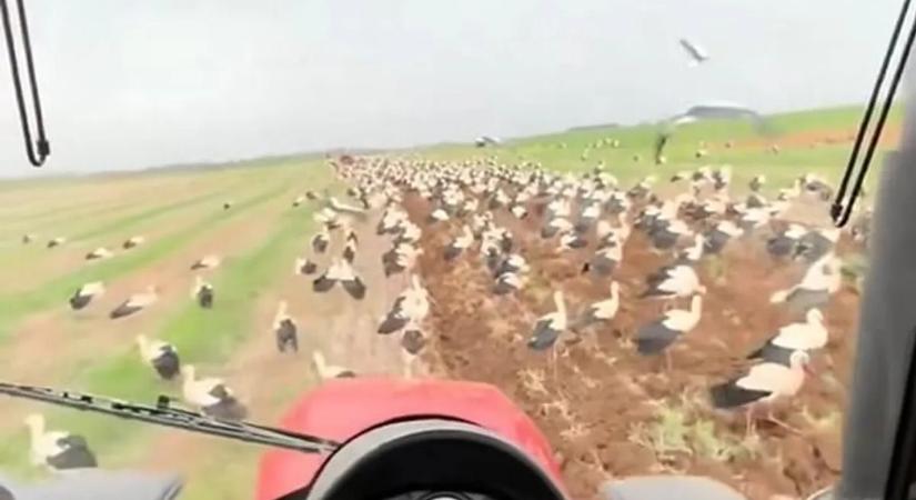 Lenyűgöző felvétel – hatalmas gólyacsapat érkezik Európába – videó