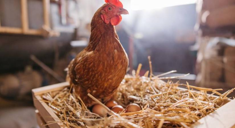 Durva, milyen témában rendeznek szépségversenyt: még nem késő jelentkezni