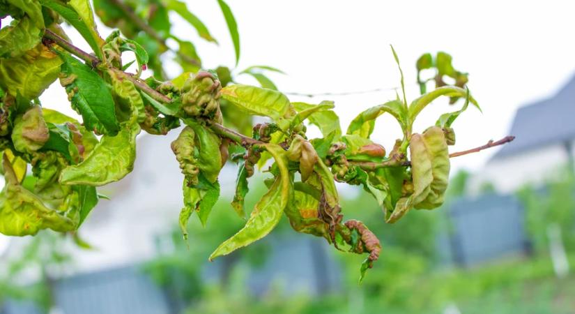 Agrometeorológia: sokfelé okoztak súlyos károkat a gyümölcsösökben a fagyok