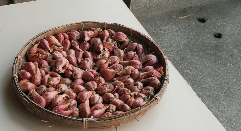 Dughagyma ültetése: így lehet jó és egészséges a termés