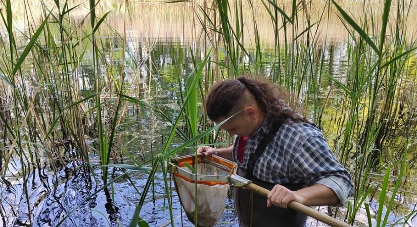 Megvizsgálták, hogyan hat az emberi beavatkozás a Balaton-felvidék patakjaira