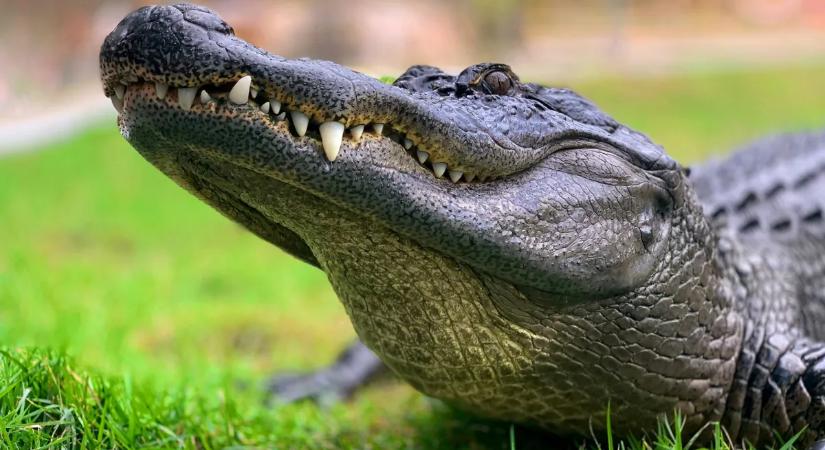 Hihetetlen baleset, aligátorral ütközött egy amerikai nő