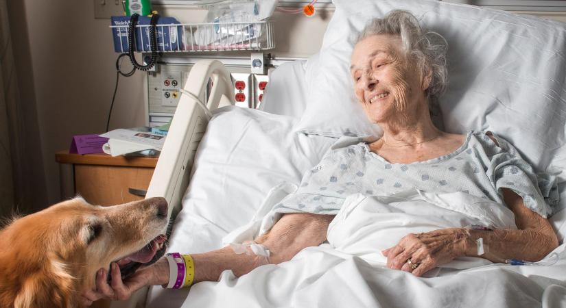 Le kell bontani a falakat: a gyógyulás négy lábon is érkezhet