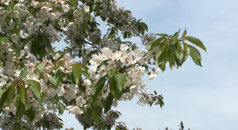 Megérkezett a jóidő és vele együtt az allergiaszezon is