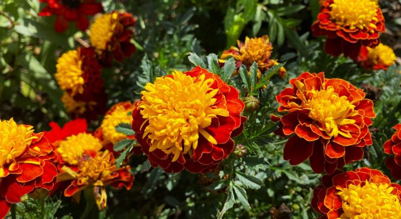 Büdöske ültetése: ezért érdemes helyet adni neki minden kertben