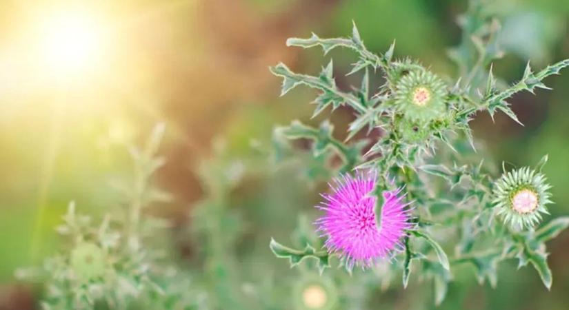 Sokan kiirtják, pedig aranyat ér: csodát tesz a szervezettel ez a pár kerti gyógynövény