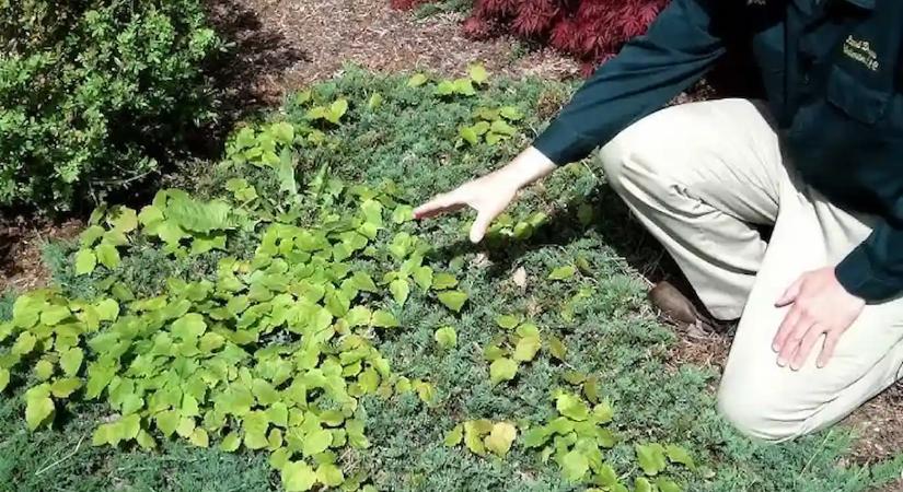 Egy kanál ebből, és eltűnnek a gyomok a kertedből
