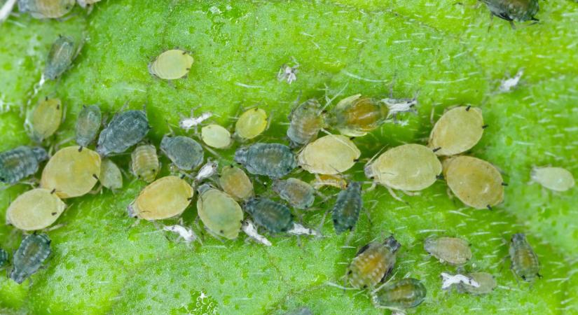 A kertészek titka: így űzd el a levéltetveket vegyszer nélkül