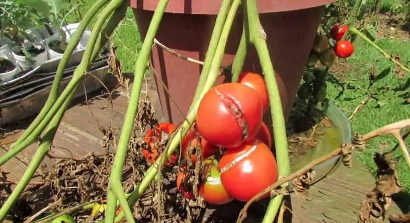 Egy hiba, amitől az összes paradicsomod megrepedhet