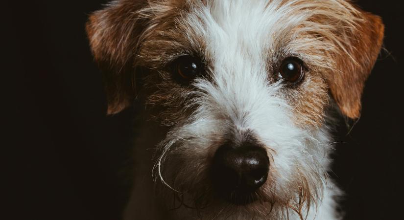 Fényjelzéseket adott le a soproni kutya – így mentette meg gazdája életét