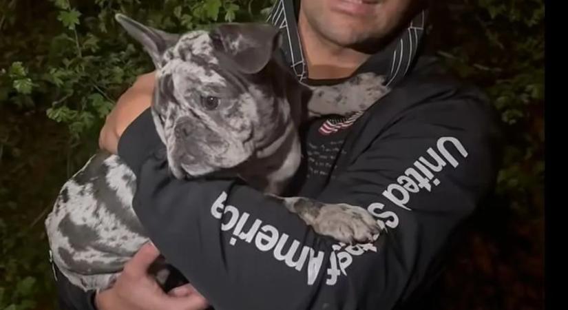 Állatkínzás: brutálisan verte kölyökkutyáját a miskolci férfi, a kisfia végignézte – videóval