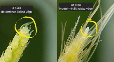 Fenológia Figyelő Napok – 2026.04.16. Kocs