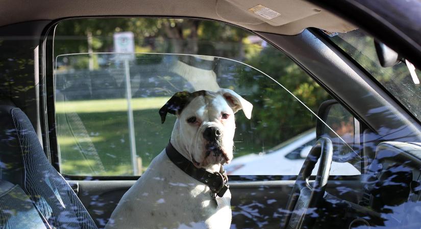 Egy autó és egy kutya – elképesztő történetet osztott meg a magyar rendőrség