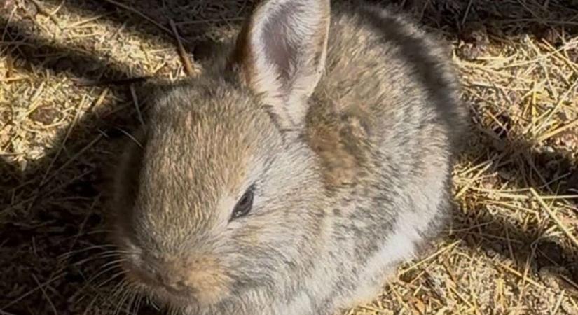 Keresztelő Szántódpusztán: festői nevet kapott a majorság legújabb lakója