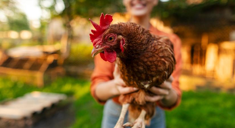 Keltetőgép és éves vitamincsomag a nyeremény: indul az I. Országos Online Tyúkszépségverseny