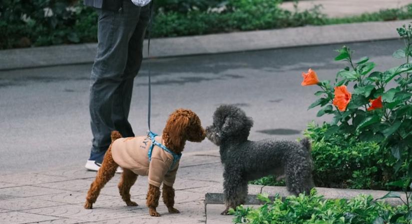 Tényleg eleget sétáltatod a kutyádat? A kert nem váltja ki a közös sétát