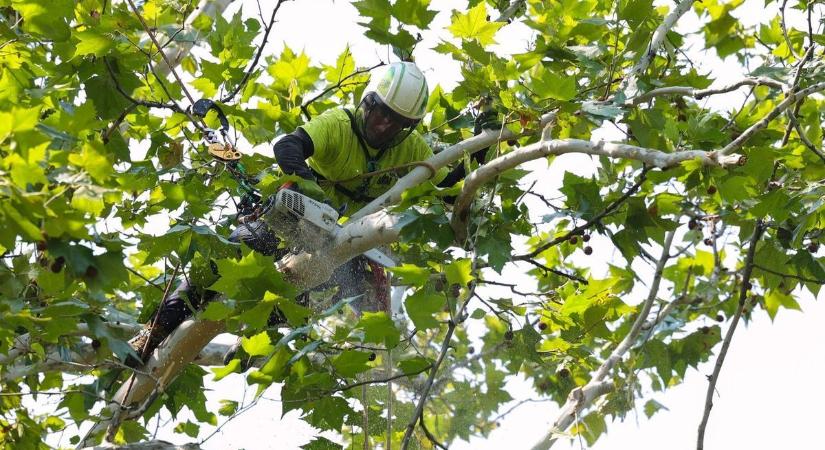 Favágás közben horrorsérülés Egerben: egyből tudta, hogy ezt a profikra kellett volna bízni