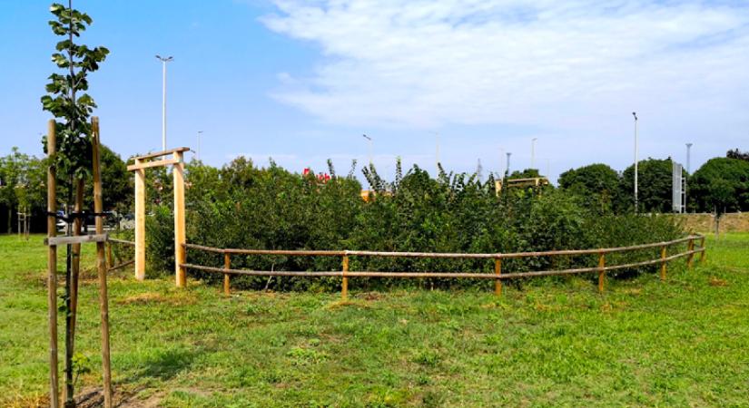 Magyarország első Miyawaki-minierdő konferenciáját rendezi meg a 10 millió Fa