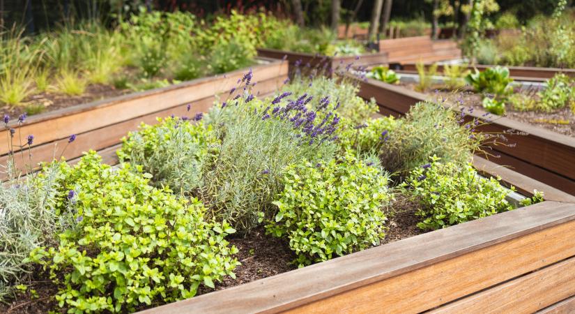 Magaságyás specifikus ültetési terv kertbarátoknak