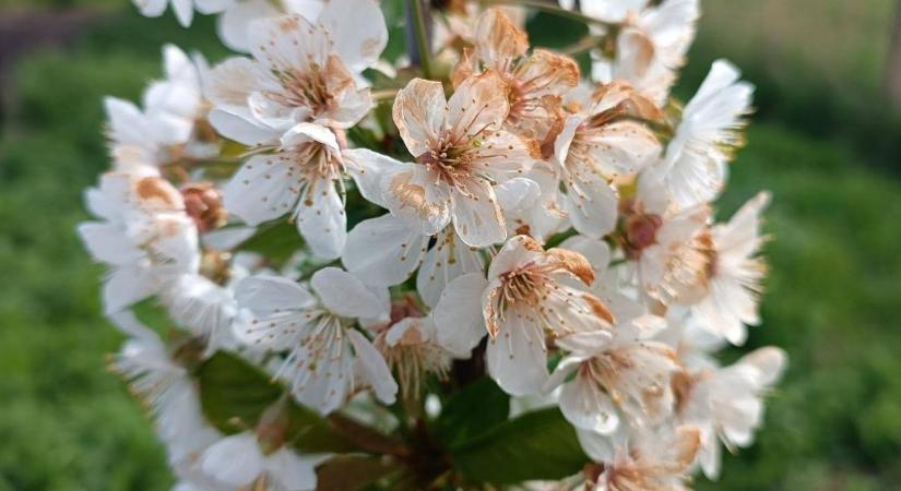 Növényvédelmi előrejelzés: Vetésfehérítő, monília és lisztharmat is fenyegeti a jó termést!