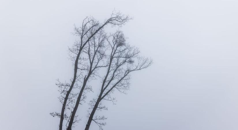 zCast: Faanyagként pazaroljuk aranyat érő erdőinket