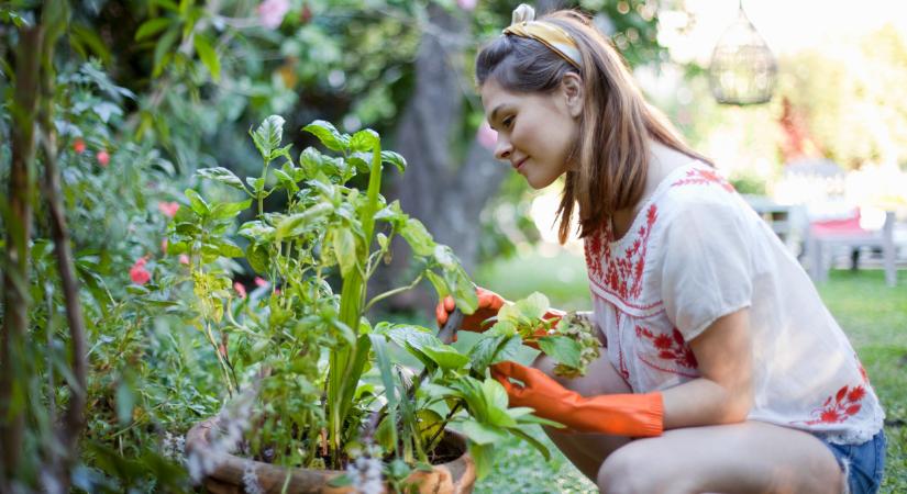 Filléres trükk a kertbe: sokan ezt használják a drága vegyszerek helyett