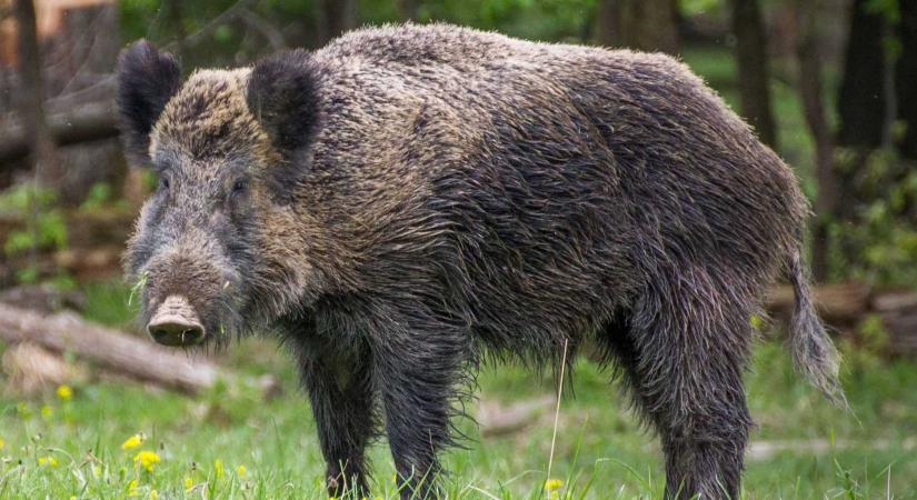 Sertéspestis-veszély Maros megyében: tucatnyi elpusztult vaddisznót találtak