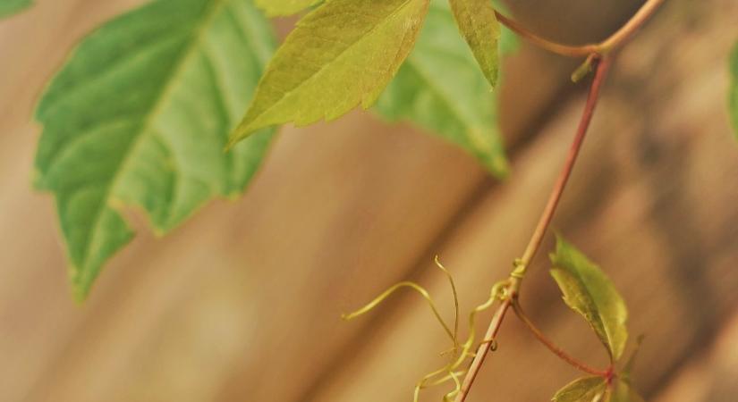 Aranyat ér ez a gyógynövény, ráadásul bárkinél megterem