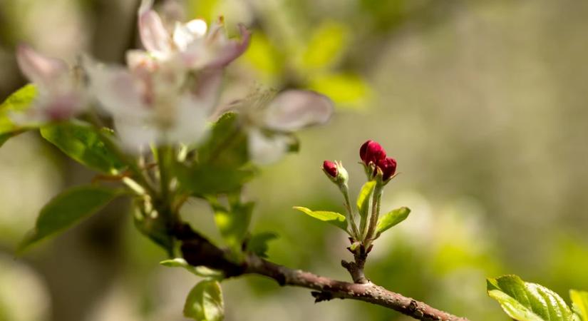 A hétvégén is nyugodt, tavaszias idő várható sok napsütéssel