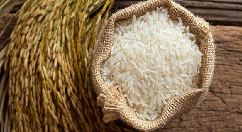 Túlélésért küzd a magyar rizs