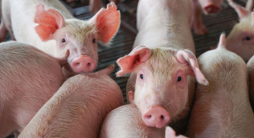 Már nem nyomja piacot a dán és a spanyol sertés, de Kína még bekavarhat