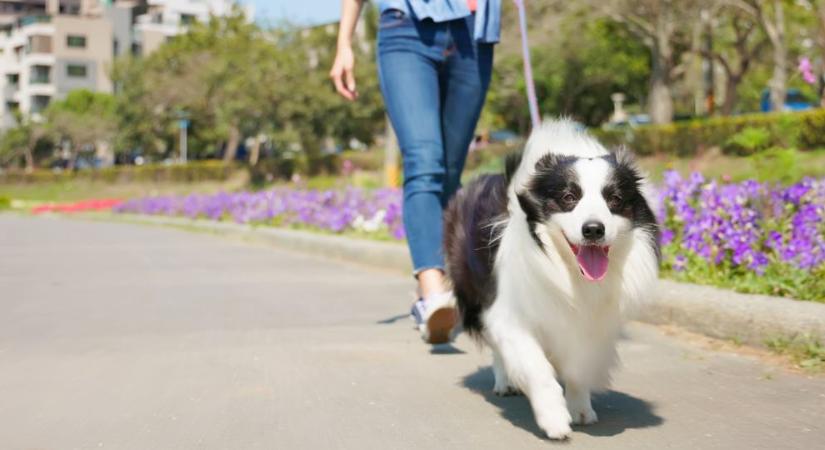 Ezért ne hagyd ki soha a közös sétát a kutyáddal