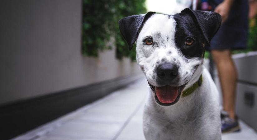 Fényszórót kapcsolgatott a kutya – így jelzett a soproni rendőröknek, hogy bajban a gazdája