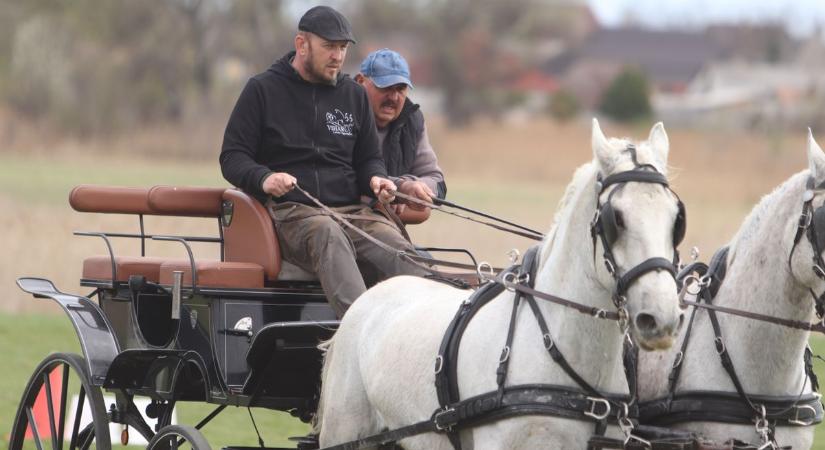 Csak hibátlan hajtással lehetett nyerni – így nyert országos fogathajtó bajnokságot Kovács Tibor (videó)