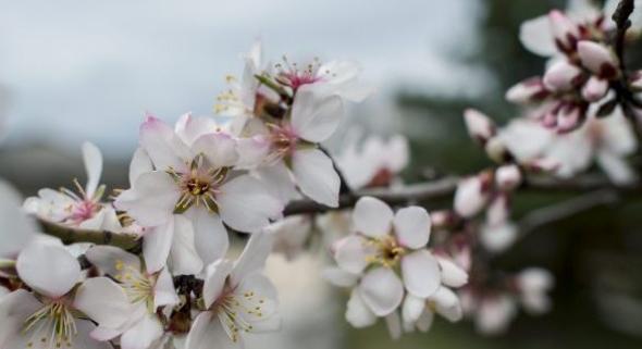 Agrometeorológia: súlyos fagykárok a gyümölcsösökben, tovább romolhat az aszályhelyzet