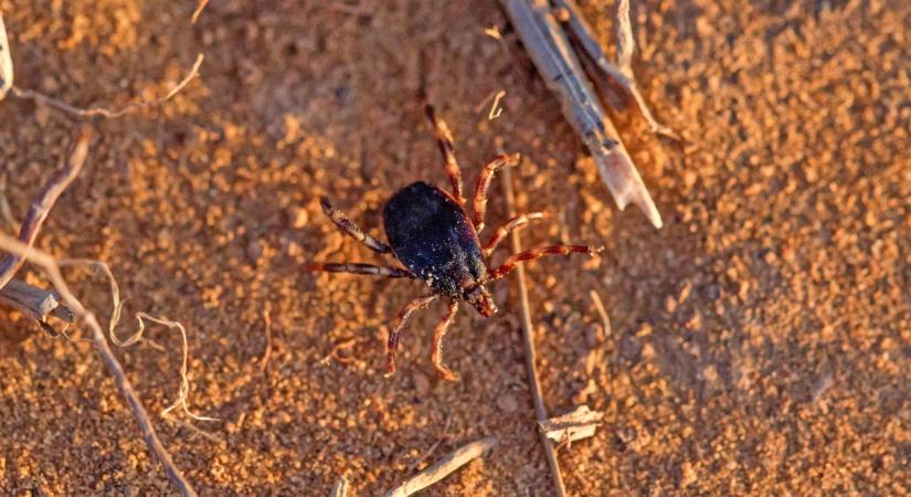 Súlyos tévhit kering a kullancsokról: nem úgy van, ahogy sokan hiszik