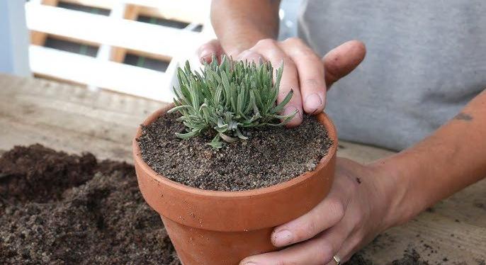 Egyetlen levendulából akár 10 is lehet: ezt a trükköt kevesen ismerik