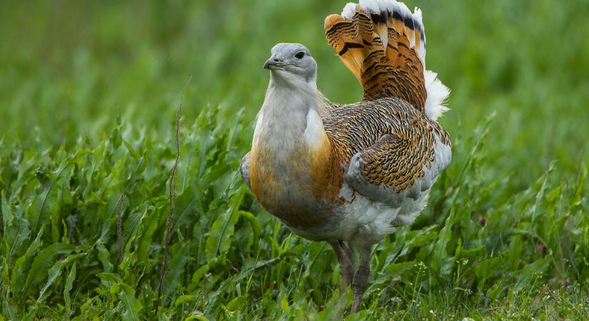 Dürögnek a pusztában a túzokok