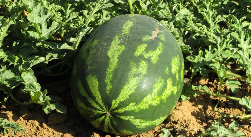 Pozitív kilátásokkal kezdődhet meg a dinnyeszezon Marokkóban