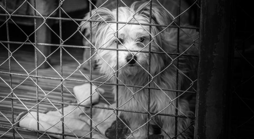 Gencsapáti állatvédők: bejelentették, hogy nem folytatják tovább