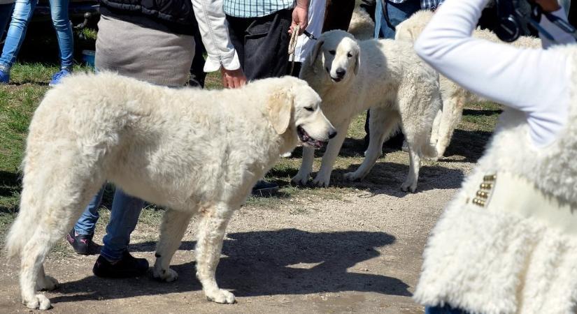A hormonrendszerünket is képes átformálni egy kutya