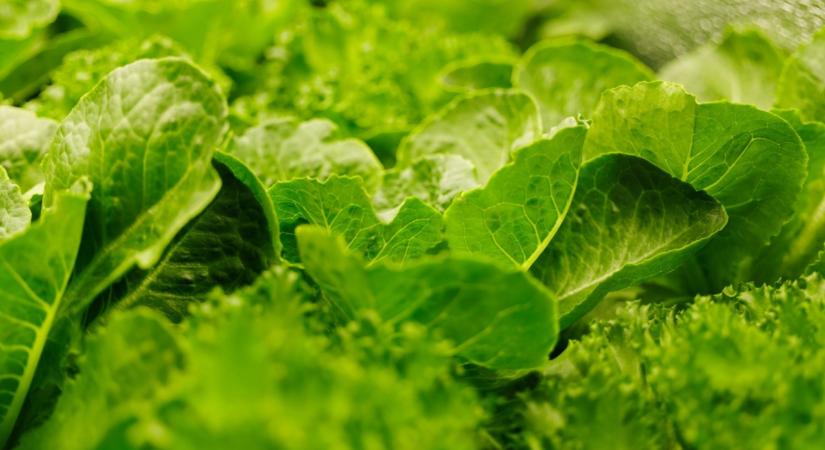 Gyerekjáték a kertben termeszteni, és még a rák megelőzésében is segít!