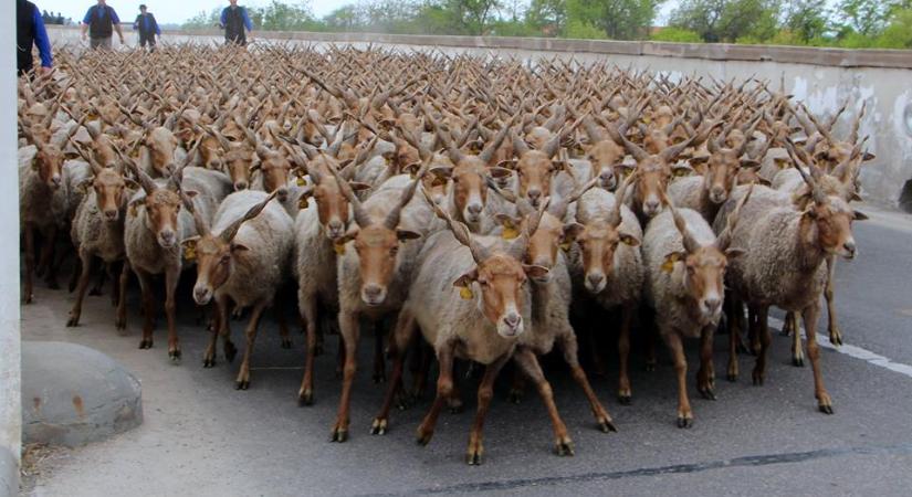 Jön a kihajtási ünnep, rengeteg program lesz Hortobágyon