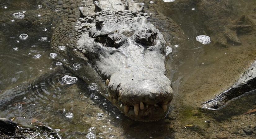 Aligátorral ütközött, majd felborult – csodával határos módon élte túl a nő