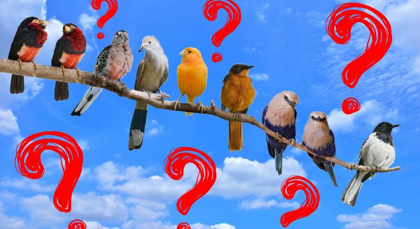 Találkoztál már velük? Hányat ismersz fel hazánk madarai közül a legújabb élővilágkvízben?