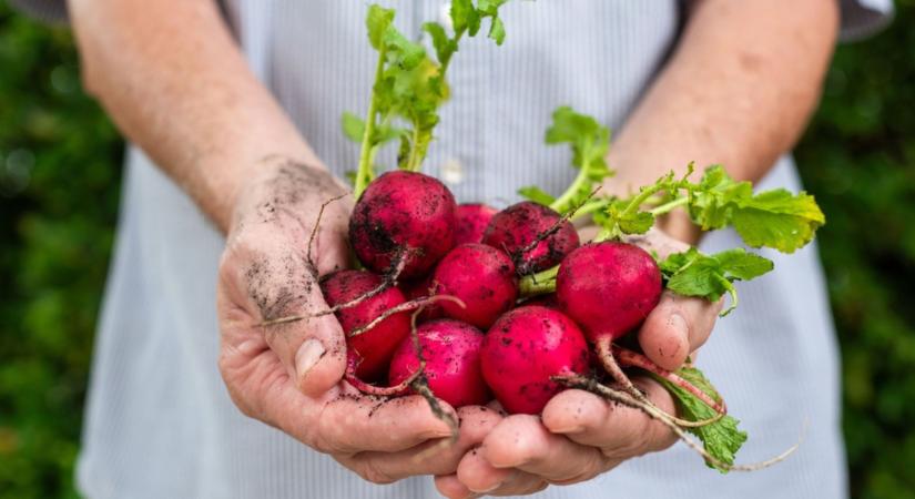 A talajban dől el minden: ettől lesz egészségesebb a kerted