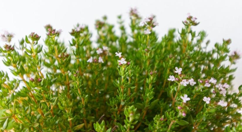 Nem hinnénk, de ezt teszi a kakukkfű a szervezetünkkel – dietetikus magyarázza